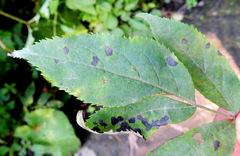Diplocarpon