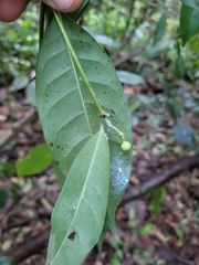 Faramea occidentalis