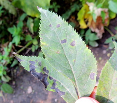 Diplocarpon