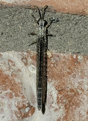 Clathroneuria coquilletti