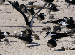 Onychoprion fuscatus