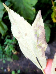 Diplocarpon