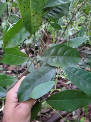 Faramea occidentalis