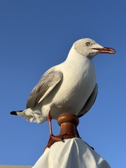 Chroicocephalus cirrocephalus