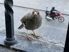 Turdus chiguanco