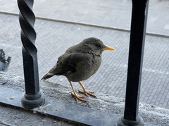 Turdus chiguanco