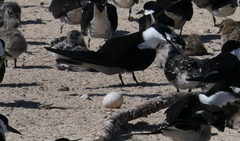 Onychoprion fuscatus