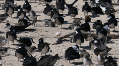 Onychoprion fuscatus