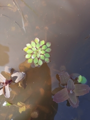 Ludwigia sedoides