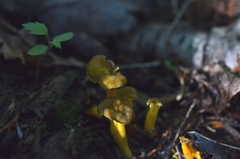 Craterellus lutescens