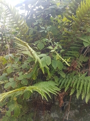 Dryopteris affinis cambrensis