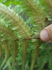 Dryopteris affinis cambrensis