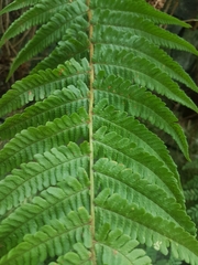 Dryopteris affinis cambrensis