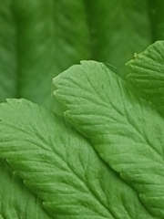 Dryopteris affinis cambrensis