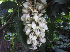 Mucuna poggei