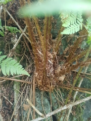 Dryopteris affinis cambrensis