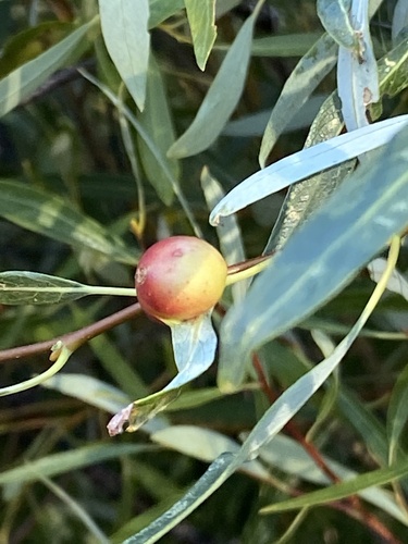 iNaturalist observation photo of Willow Apple Gall Sawfly