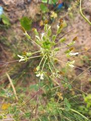 Cleome gynandra