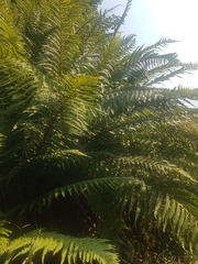 Dryopteris affinis cambrensis