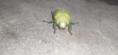 Pelidnota prasina