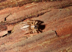 Plexippoides doenitzi