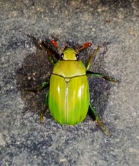 Pelidnota prasina