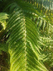 Dryopteris affinis cambrensis