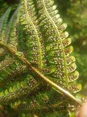 Dryopteris affinis cambrensis