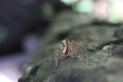 Plexippoides doenitzi