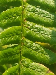 Dryopteris affinis cambrensis