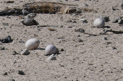 Onychoprion fuscatus