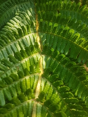 Dryopteris affinis cambrensis