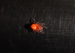 Hypsosinga sanguinea