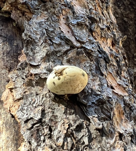 iNaturalist observation photo of Veiled Polypore