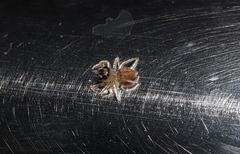 Plexippoides doenitzi