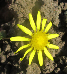 Senecio consanguineus