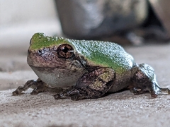Hyla versicolor