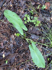 Peltandra sagittifolia