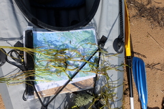 Potamogeton × angustifolius