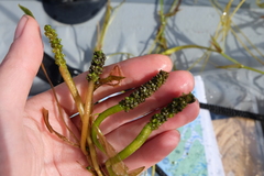 Potamogeton × angustifolius