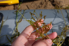 Potamogeton × angustifolius