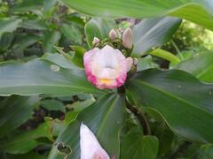 Costus afer