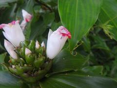Costus afer