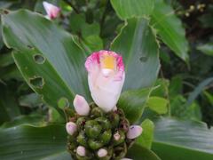 Costus afer