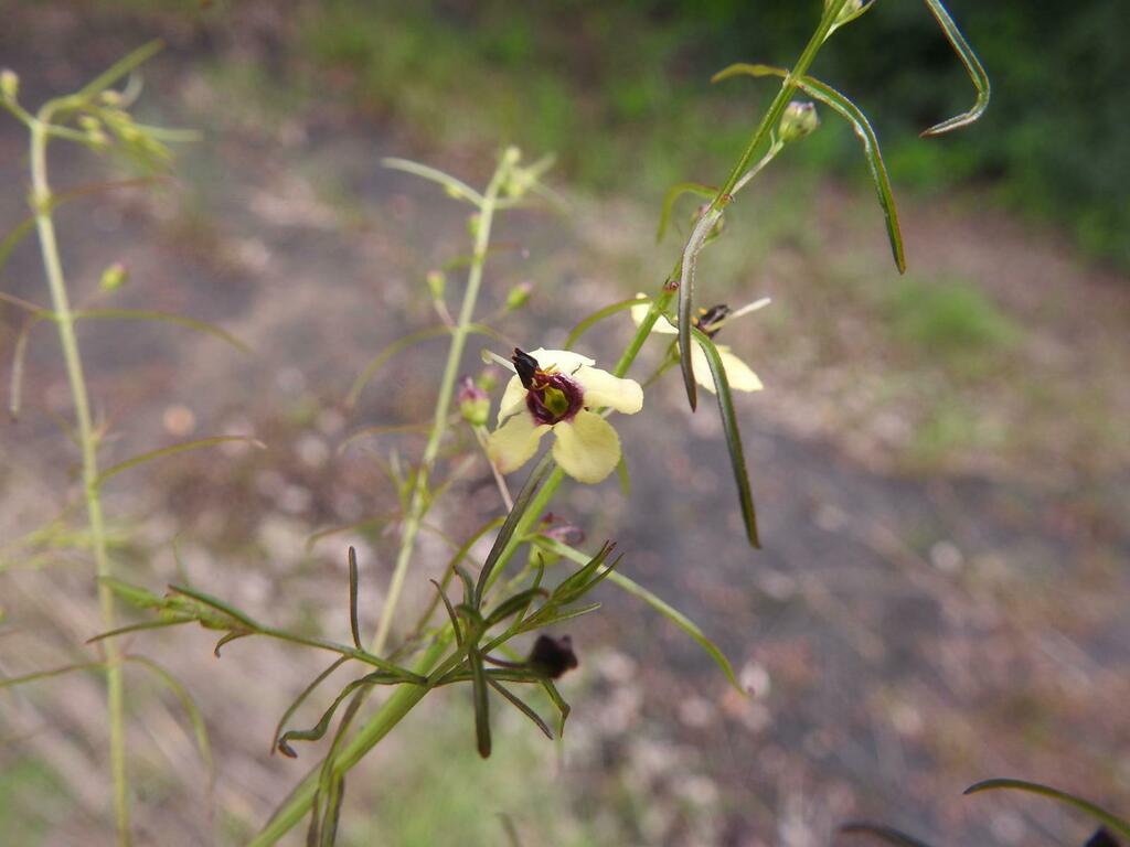 Sopubia parviflora