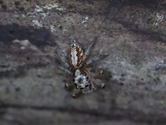 Plexippoides doenitzi