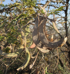 Vachellia luederitzii