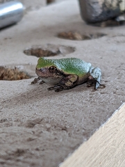Hyla versicolor