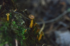 Craterellus lutescens