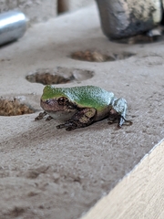Hyla versicolor